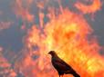 Пожежі в Сибіру: У мережу потрапили жахливі кадри трагедії (фото, відео 16+)